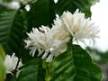 Red dwarf Honey bee on Robusta coffee blossom on tree plant with green leaf with black color in background Royalty Free Stock Photo