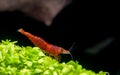 Red dwarf shrimp blood fire shrimp stay on green leaf aquarium plant and look down with dark background in freshwater aquarium