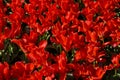 Red dwarf tulips