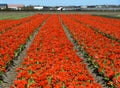 Red dwarf tulips