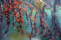 Red dying fern fronds in sunlight