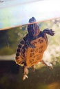 Red ear turtle in aquarium