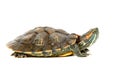 Red ear turtle Royalty Free Stock Photo