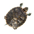 Red ear turtle Royalty Free Stock Photo