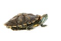 Red ear turtle Royalty Free Stock Photo