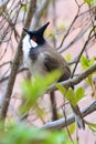 Red eared bulbul Royalty Free Stock Photo