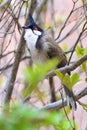 Red eared bulbul Royalty Free Stock Photo