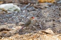 Red-eared Firetail bird, boorin, with scarlet bill foraging on ground in Western Australia