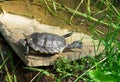 A red-eared freshwater American turtle basks in the sun on a rock. Royalty Free Stock Photo