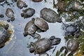 Red-eared freshwater turtles swim in the pond