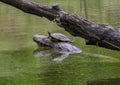 A Red-eared pond slider turtle on a log enjoying the sun in a river in Watercrest Park, Dallas, Texas Royalty Free Stock Photo