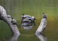 Red-eared pond slider turtles on a log enjoying the sun in a river in Watercrest Park, Dallas, Texas Royalty Free Stock Photo