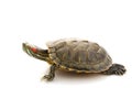 Red-eared Slider Royalty Free Stock Photo