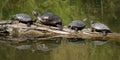 Red Eared Slider