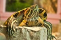 Red-eared slider Royalty Free Stock Photo