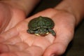 Red Eared Slider Baby Turtle