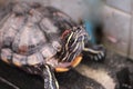 Red Eared Slider Close-up. Side view pet turtle red-eared slider Royalty Free Stock Photo