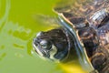 The red-eared slider, close view, swimming in his habitat Royalty Free Stock Photo
