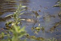 Red-Eared Slider and Eastern Mud Turtle Royalty Free Stock Photo