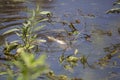 Red-Eared Slider and Eastern Mud Turtle Royalty Free Stock Photo