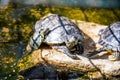 Red-eared slider Royalty Free Stock Photo