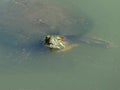 Red Eared Slider Turtle Submerged in Green Murky Water, except for its Head Royalty Free Stock Photo