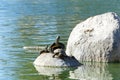 Red eared slider pond turtles on a rock Royalty Free Stock Photo