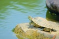 Red-Eared Slider