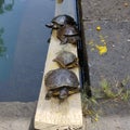 red-eared slider or red-eared terrapin is a subspecies of the pond slider, a semiaquatic turtle belonging to the family Emydidae. Royalty Free Stock Photo