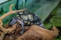 Red-eared slider sits on a wooden snag, close-up. Turtle in the Exposition Aquarium Complex of Freshwater Fauna of Dnipro National