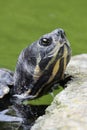 The red-eared slider or red-eared terrapin Royalty Free Stock Photo