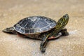 The red-eared slider or red-eared terrapin Royalty Free Stock Photo