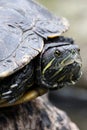 The red-eared slider or red-eared terrapin Royalty Free Stock Photo