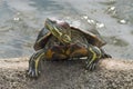 Red-eared Slider (Trachemys scripta elegans)