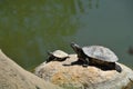 Pair of Red eared Slider Turtles on Rock Royalty Free Stock Photo