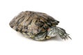 red eared slider turte tortoise trachemys scripta elegans Royalty Free Stock Photo