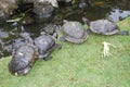 red eared slider turtle Royalty Free Stock Photo