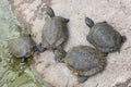 Red-eared slider Trachemys scripta elegans Royalty Free Stock Photo