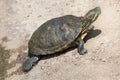 Red-eared slider Trachemys scripta elegans Royalty Free Stock Photo