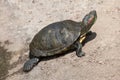 Red-eared slider Trachemys scripta elegans Royalty Free Stock Photo