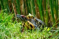 Red-eared slider Trachemys scripta elegans emerging from a pond. Also known as the red-eared terrapin,. Royalty Free Stock Photo