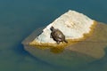 Red-eared Slider (Trachemys scripta elegans) pond slider, semiaquatic turtle in large lake Oike in Japanese garden. Royalty Free Stock Photo