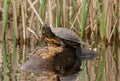 Red-eared slider Trachemys scripta elegans Royalty Free Stock Photo