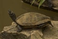 The Red-eared slider Trachemys scripta elegans. Royalty Free Stock Photo