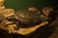 Red-eared slider Trachemys scripta elegans. Royalty Free Stock Photo