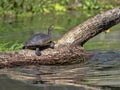 Red-eared slider, Trachemys scripta elegans, on Rio Dulce, Guatemala Royalty Free Stock Photo