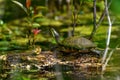 Red-eared slider Trachemys scripta elegans, sunbathing on a log in a natural pond Royalty Free Stock Photo