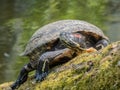 Red-eared slider Trachemys scripta elegans Royalty Free Stock Photo