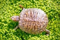 Red eared slider - Trachemys scripta elegans Royalty Free Stock Photo