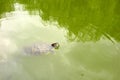 Red eared slider (trachemys scripta elegans) turtle swimming in green lake water Royalty Free Stock Photo